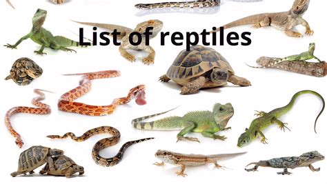 List of reptiles of Japan .